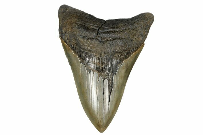 Serrated, Fossil Megalodon Tooth - South Carolina #180943